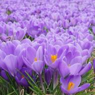 Крокус Аква (8/9)
