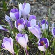 Крокус Вайл Шарк (7/8)