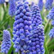 Мускарі Біг Смайл (7/8)