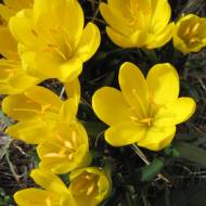 Штернбергия Лютеа (7/8)