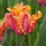 Тюльпан попугайный Авигнон Перрот (11/12)