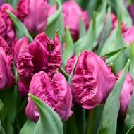 Тюльпан попугайный Перрот Принц (11/12)