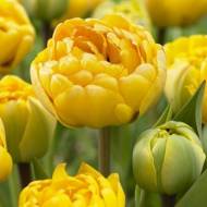 Тюльпан махровый Елоу Помпонет (11/12)