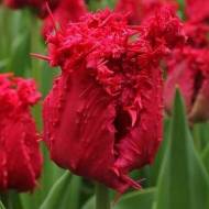 Тюльпан обрамленный Барбадос (11/12)