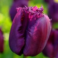 Тюльпан обрамленный Сан Джордж (11/12)