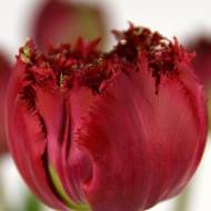 Тюльпан обрамленный махровый Кватар (11/12)