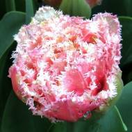 Тюльпан обрамленный махровый Перс (11/12)