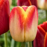 Тюльпан триумф Кенди Корнер (11/12)