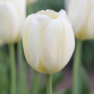 Тюльпан триумф Айвори Прауд (11/12)