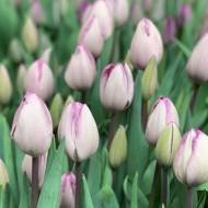 Тюльпан триумф Джакузи (11/12)