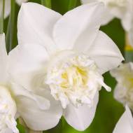 Нарцисс крупнокорончатый Вайт Марвел (12/14)