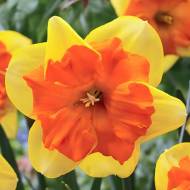 Нарцисс с рассеченной короной Конгрес (12/14)