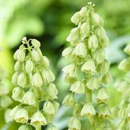 Фритилярия (рябчик королевский) Персика Айвори Белс (20/24)