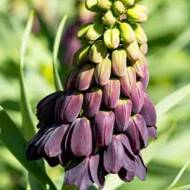 Фритилярия (рябчик королевский) Пурпл Фаворит (20/24)