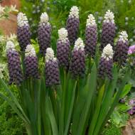 Мускари Грейп Айс (6+)