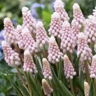 Мускари Пинк Санрайс (5/6)