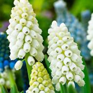 Мускари Вайт Меджик (6/7)