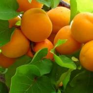 Саджанець Абрикос Ледана