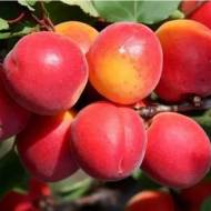 Саджанець Абрикос Леді Кот