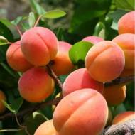 Саджанець Абрикос колоновидний Санні