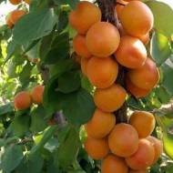Саджанець Абрикос Первайс