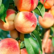 Саджанець Персик Печерський