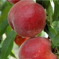 Саджанець Персик Річ Мей