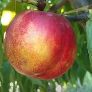 Саджанець Нектарин Стармен