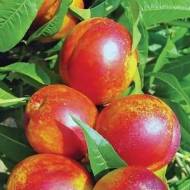 Саджанець Нектарин колоновидний Містер Персі