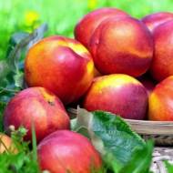 Саджанець Нектарин Принц Вільям