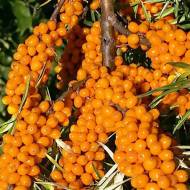 Саджанець Обліпиха Нівеліна