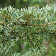 Саджанець Обліпиха Адам