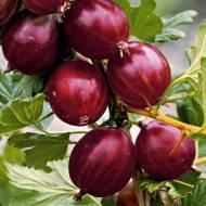 Саджанець Агрус Шенон