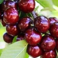 Саджанець Черешня Ревна (колоновидна)