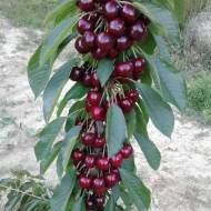 Саджанець Черешня Світ Чері (колоновидна)