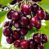 Саджанець Черевишня Слов’янка