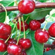 Саджанець Вишня Келлеріс