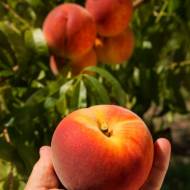 Саженец Персик Авалон Прайд