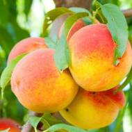 Саженец Персик Валиант