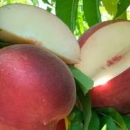 Саженец Персик Тандрес