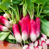 Редиска 18 днів