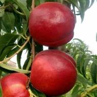 Саженец Нектарин Хоней Хейвен