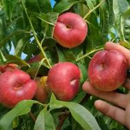 Саженец Нектарин Концеттина (инжирный)