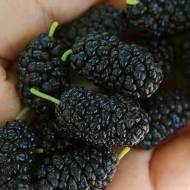 Саженец Шелковица Крупноплодная