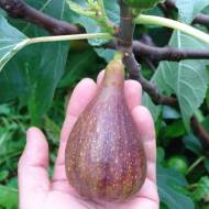 Саженец Инжир Голиаф