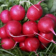 Редиска Жара