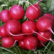 Редиска Жара