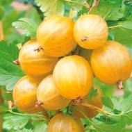 Саженец Крыжовник Золотистый