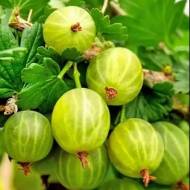 Саженец Крыжовник Княжич