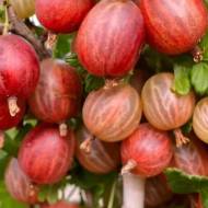 Саженец Крыжовник Ксения